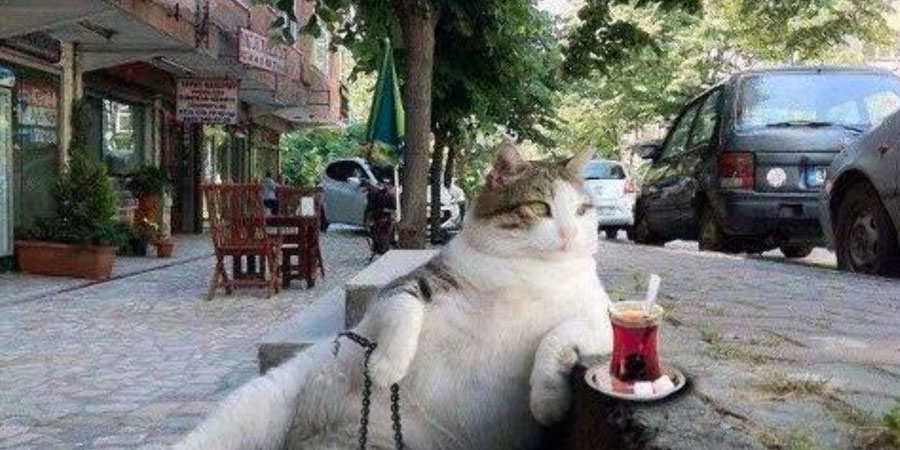 Le Social et les Animaux de Rues en Turquie
