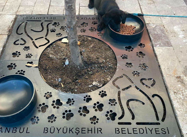 Les animaux de rue Istanbul