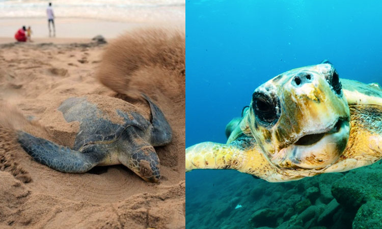 Caretta-caretta