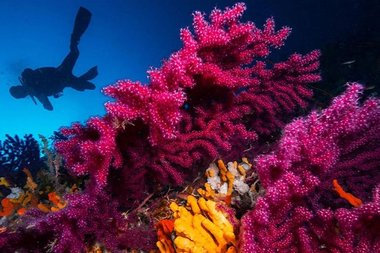 Corail rouge